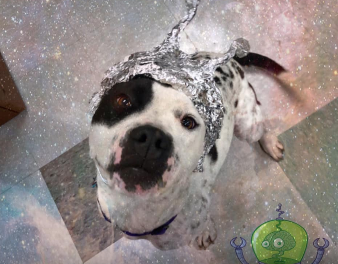 Facebook / OKC Animal Welfare