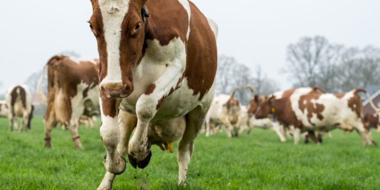 Cows are deadlier than Sharks