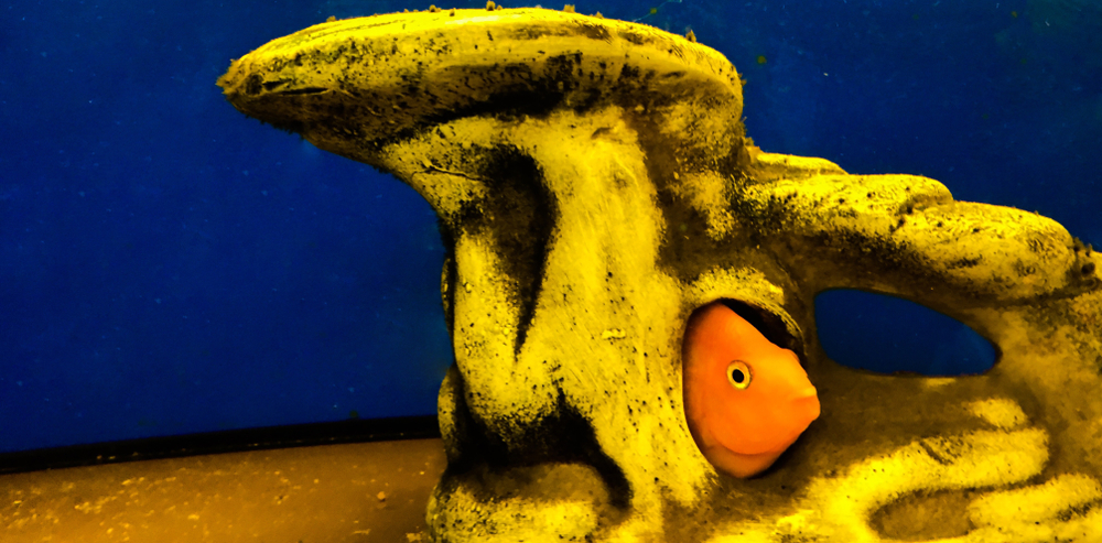 The fish that need a new home