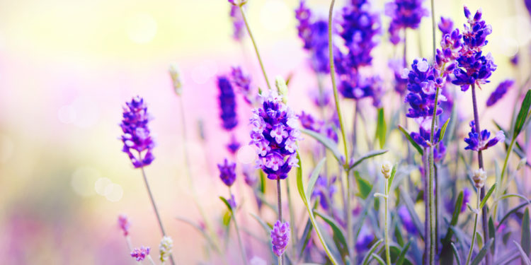 Top 6 mosquito-repellent plants and herbs