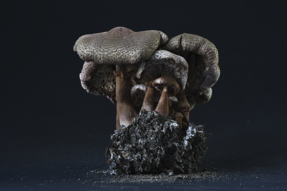 The incredible mushroom of Gondwana