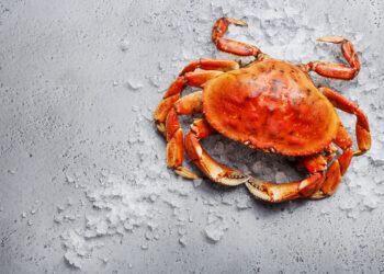 Unveiling the Marvelous World of Dungeness Crabs: Biology, Harvesting Techniques, and Culinary Possibilities
