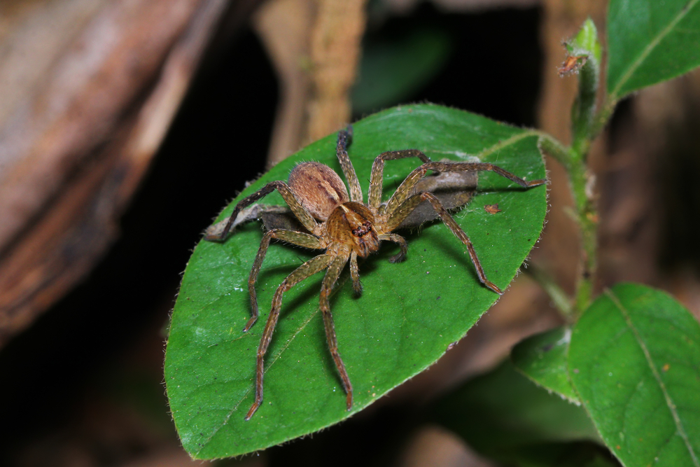 Spiders discovered using leaf traps to catch prey
