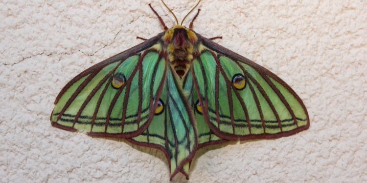 Exploring the Wonders of the Rare Spanish Moon Moth